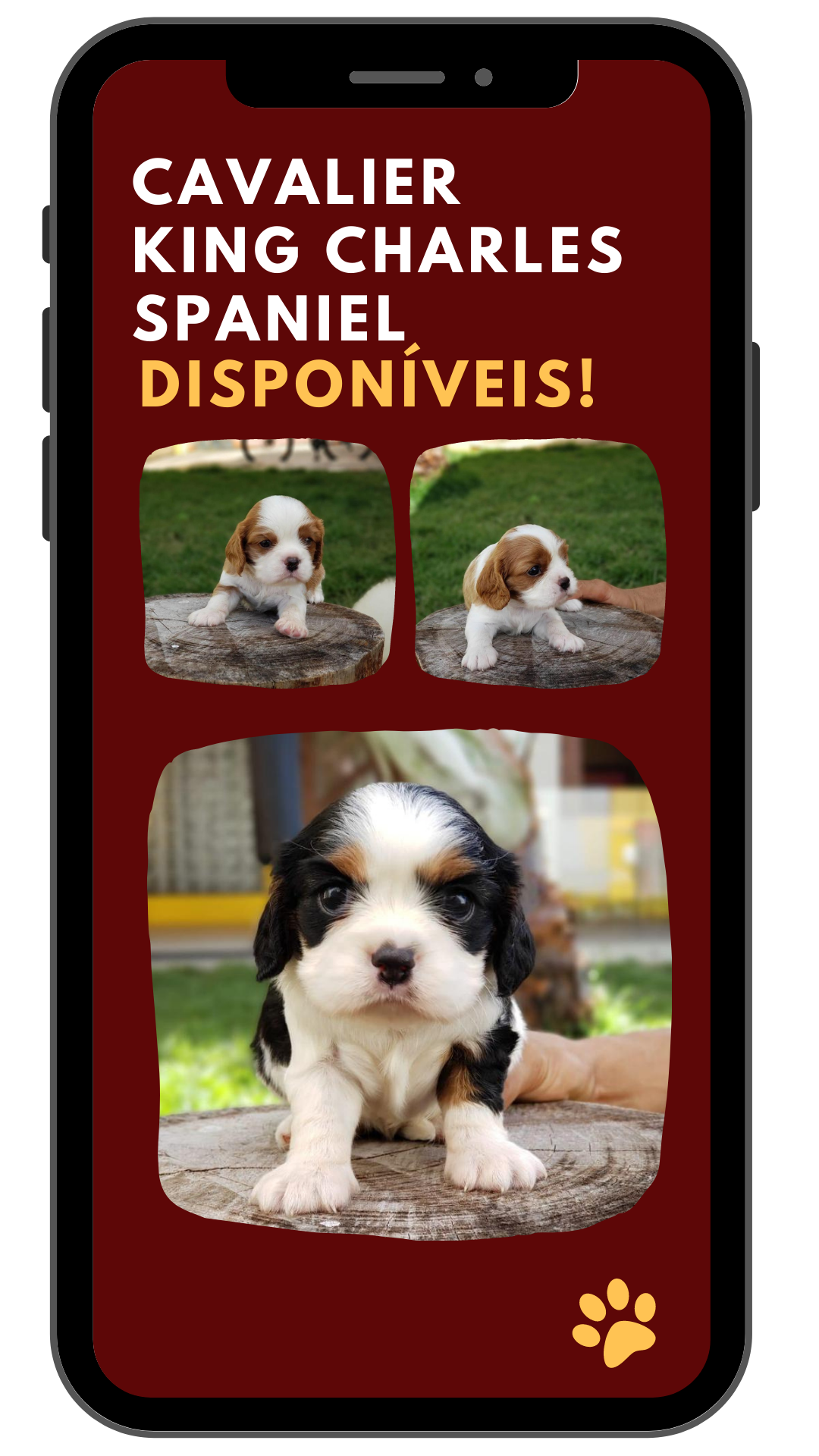 Lulu-da-Pomerania-1.png